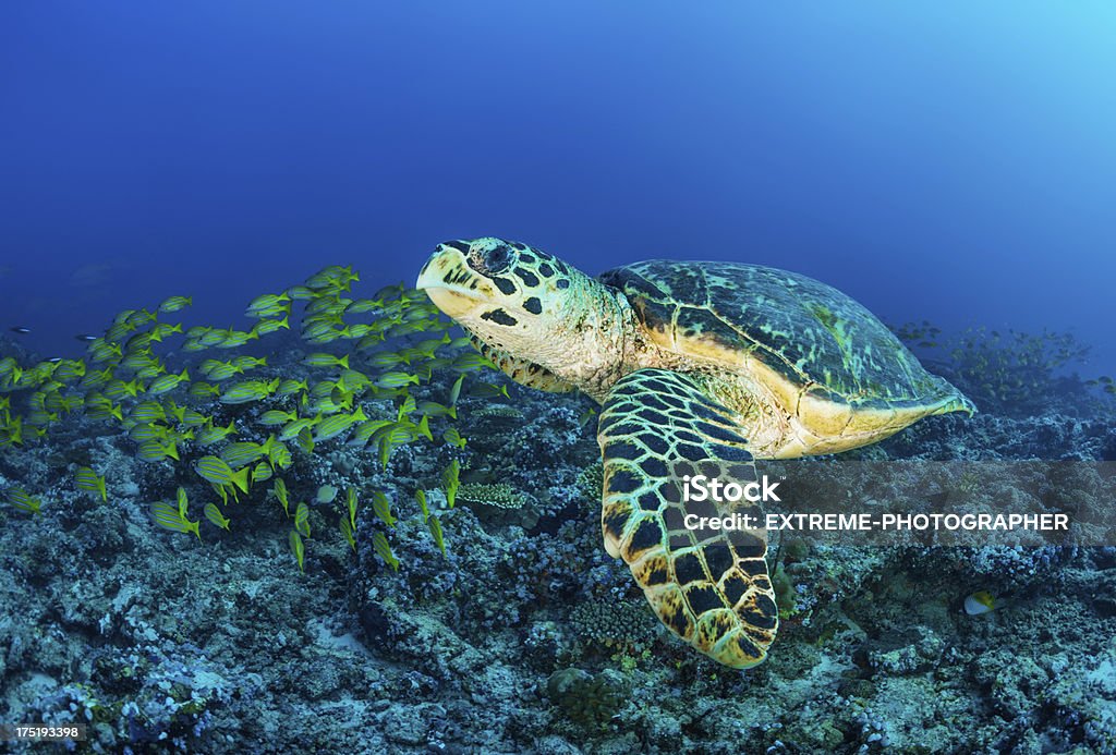 Tartaruga nuoto - Foto stock royalty-free di Acqua