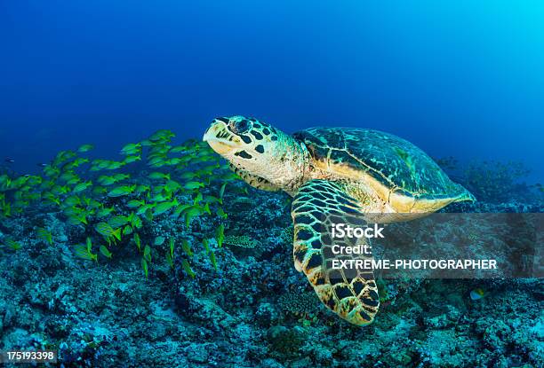 Tartaruga Nuoto - Fotografie stock e altre immagini di Acqua - Acqua, Ambientazione esterna, Anemone di mare