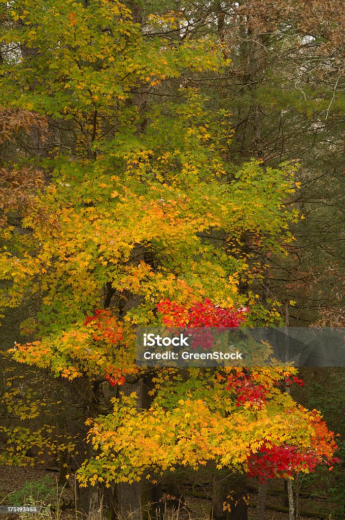 Belleza de otoño en las grandes montañas humeantes - Foto de stock de Amarillo - Color libre de derechos