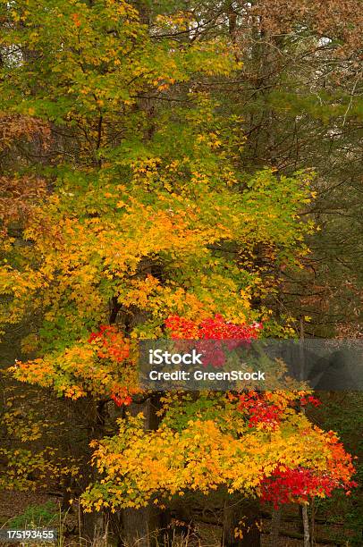 Belleza De Otoño En Las Grandes Montañas Humeantes Foto de stock y más banco de imágenes de Amarillo - Color - Amarillo - Color, Appalachia, Belleza de la naturaleza