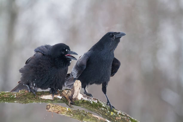 istock A beautiful raven Corvus corax, bird North Poland Europe 1751934591