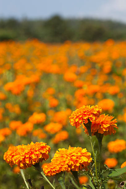 istock Field of Marigolds. 175193495