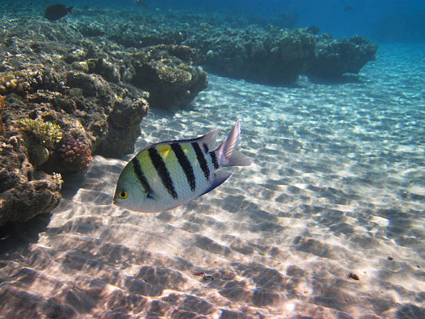 sergent-major à queue en ciseaux - red sea taba sand reef photos et images de collection