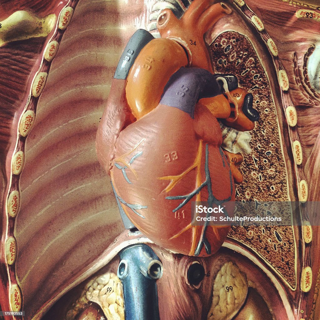 Anatomie Herz - Lizenzfrei Diagramm Stock-Foto