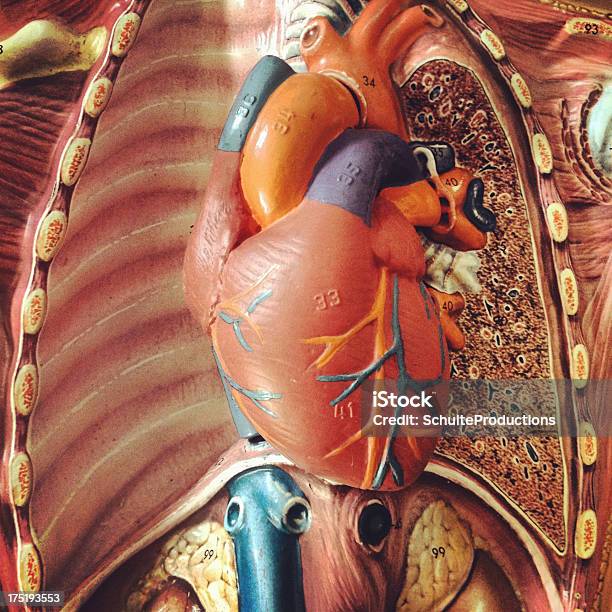 Anatomie Herz Stockfoto und mehr Bilder von Diagramm - Diagramm, Menschliches Herz, Anatomie