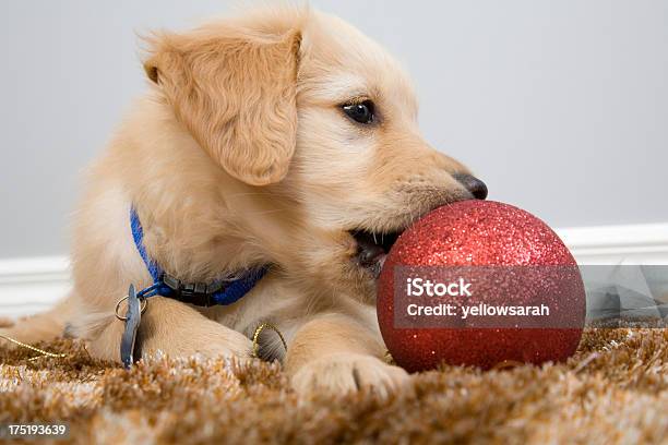 Photo libre de droit de Chiot De Noël banque d'images et plus d'images libres de droit de Animaux de compagnie - Animaux de compagnie, Boule de Noël, Brillant