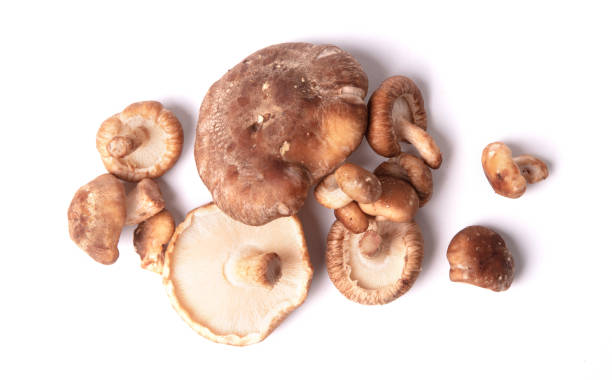 istock Fresh shiitake mushrooms on white background 1751936831