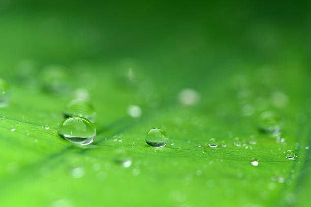 istock Drop of water on lotus leaf 175193857
