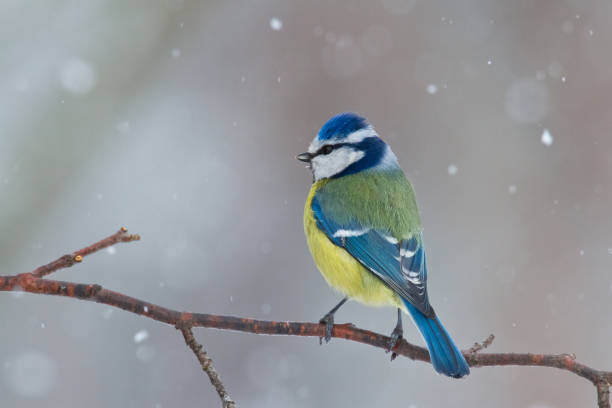 istock Bird - Bluetit on winter background, winter time Poland Europe 1751939092