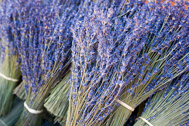 istock Fresh Lavender Bunches at the Market 175194149