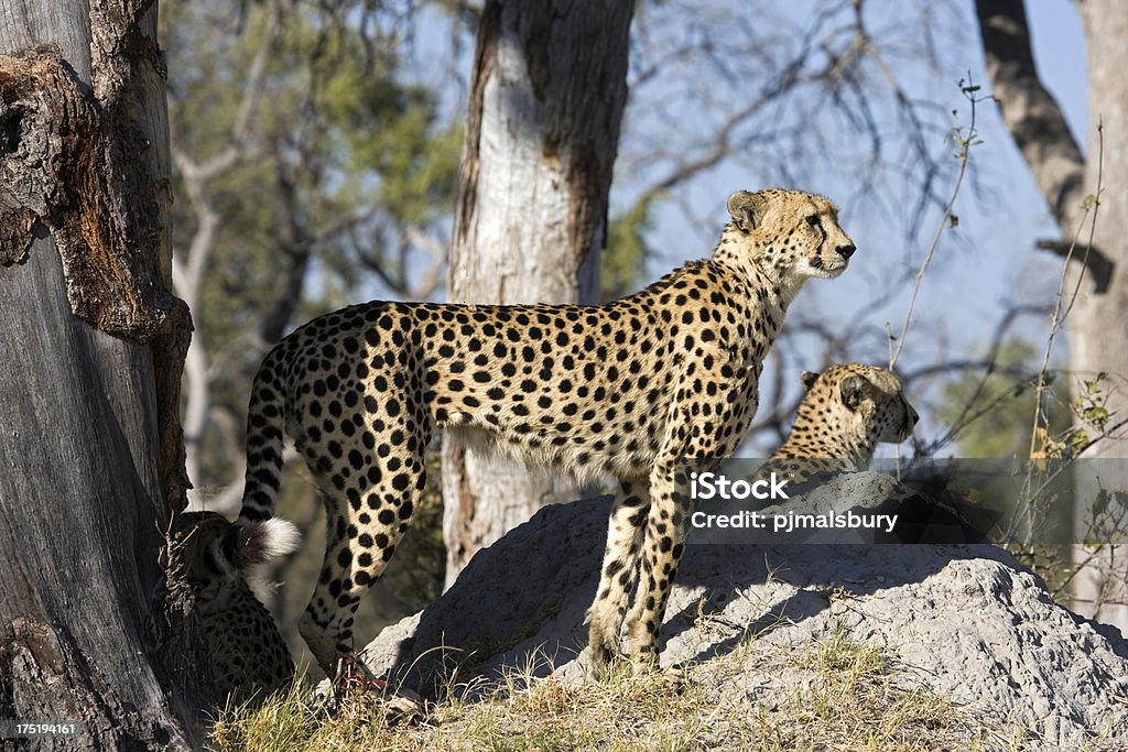 Cheetah mirante - Foto de stock de Animais caçando royalty-free