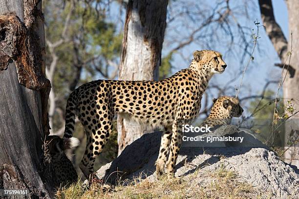 Foto de Cheetah Mirante e mais fotos de stock de Animais caçando - Animais caçando, Animais de Safári, Animal