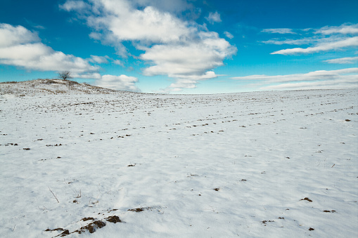 Landscape - lonely trees on the field, winter time. Blue sky and white clouds, Poland Europe