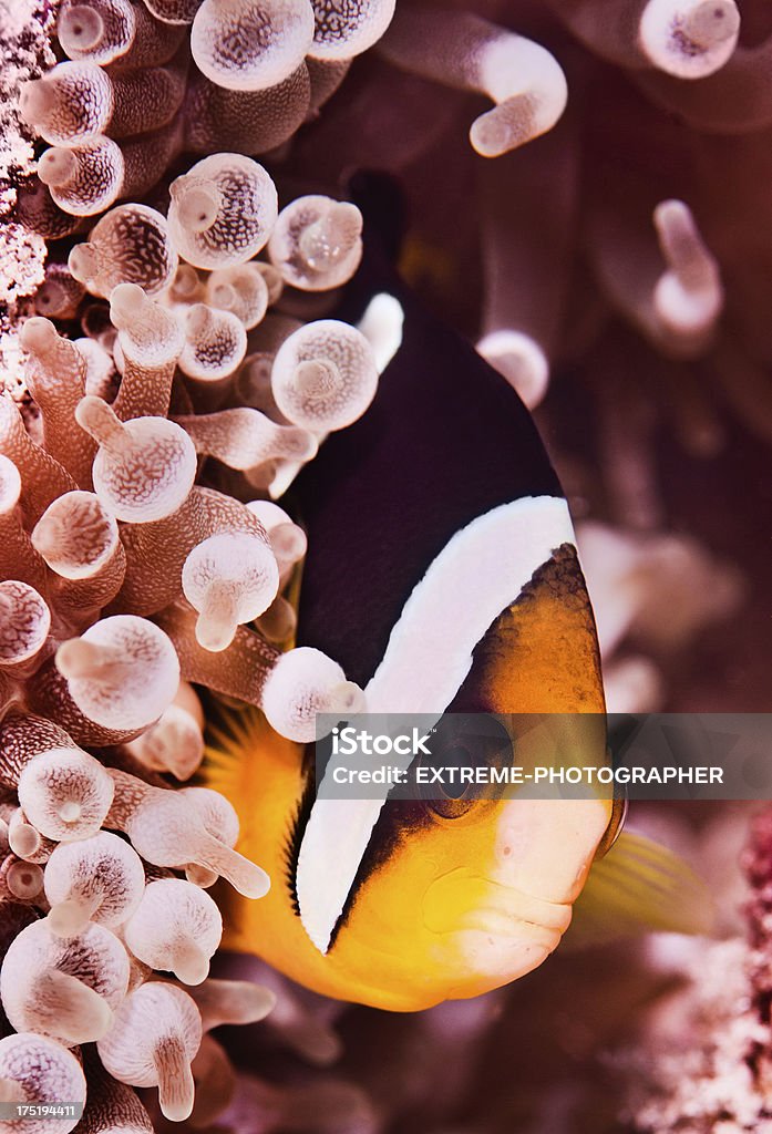 Nemo Little clown fish hiding in the corals. Anemonefish Stock Photo