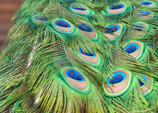 Pena de pavão - fotografia de stock