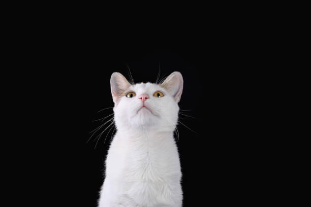 istock Close-up of a white cat against a black background. 1751944236