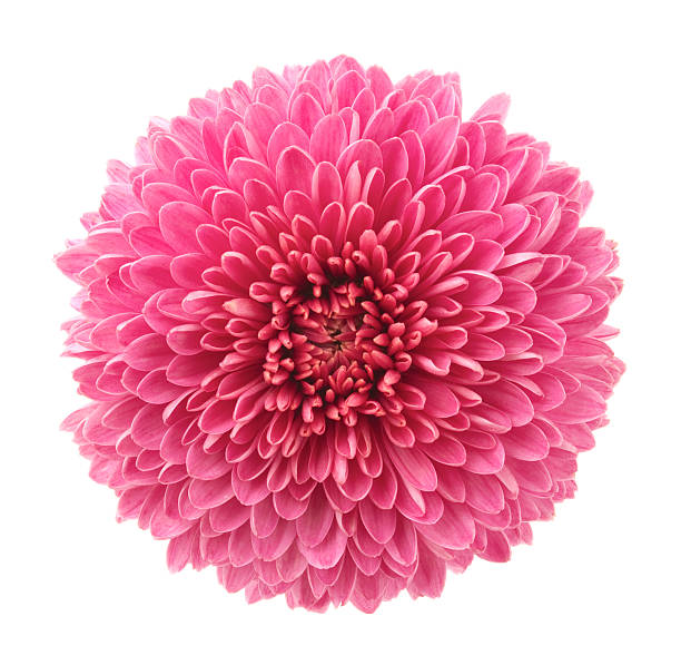istock In bloom pink chrysanthemum flower 175194440