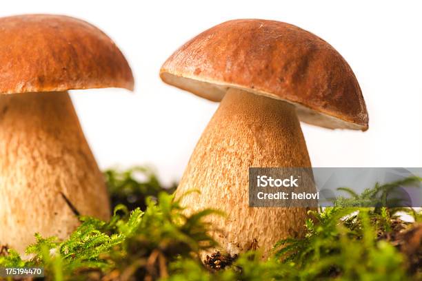 Two Bolete Stock Photo - Download Image Now - Hypha, Mushroom, Autumn