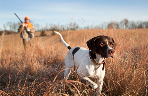 Hunter aiming with rifle on pheasant.