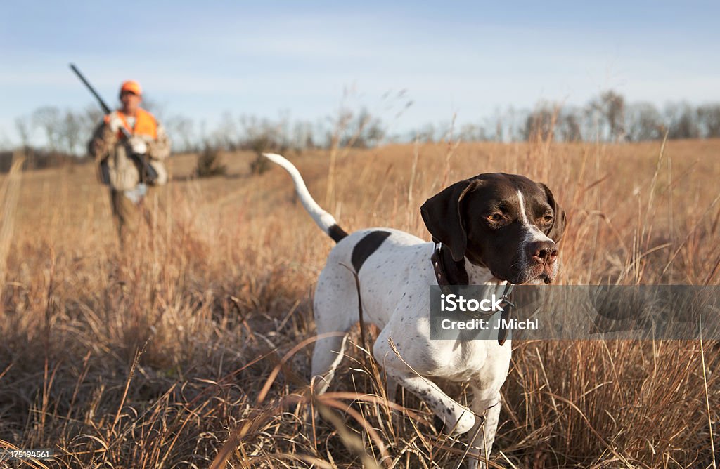 English Pointer with Man Upland Bird Hunting in Midwest. English pointer and man upland bird hunting in the Midwest. Hunting - Sport Stock Photo