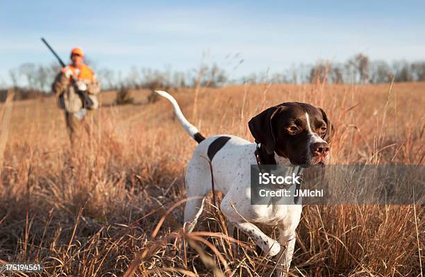 English Pointer With Man Upland Bird Hunting In Midwest Stock Photo - Download Image Now