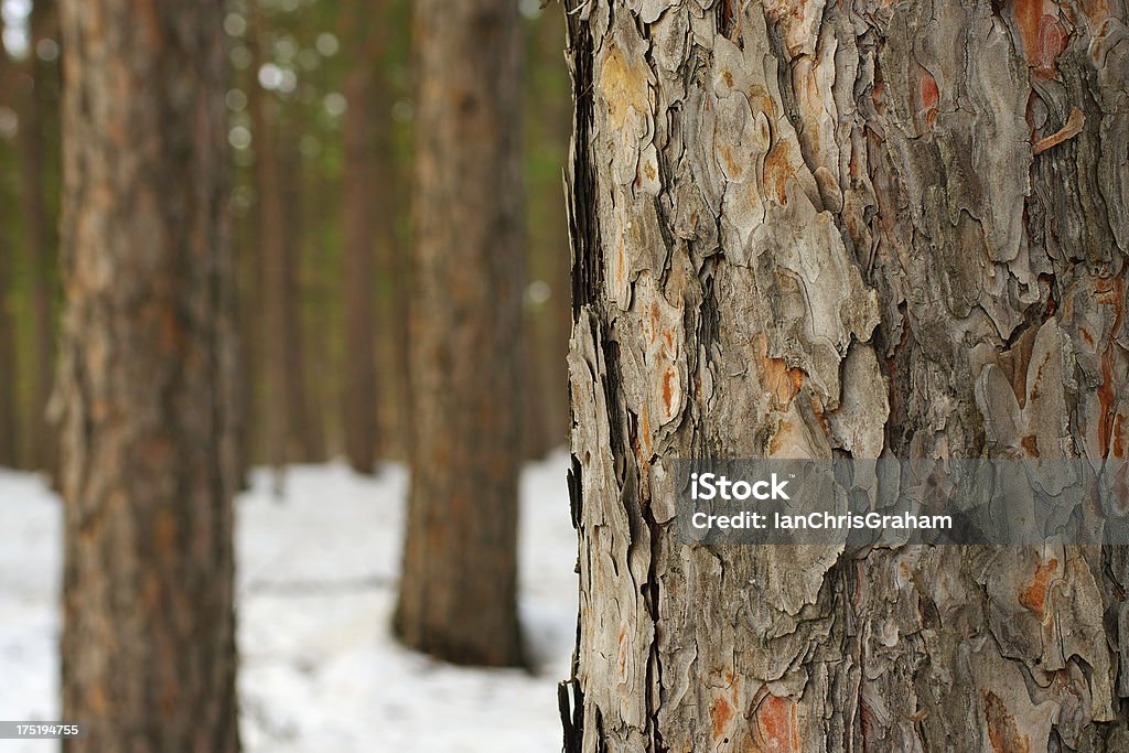 Winter foresta - Foto stock royalty-free di Albero