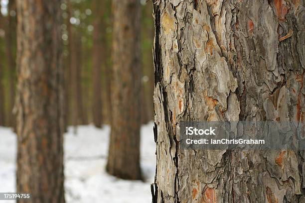 Winter Foresta - Fotografie stock e altre immagini di Albero - Albero, Albero sempreverde, Ambiente