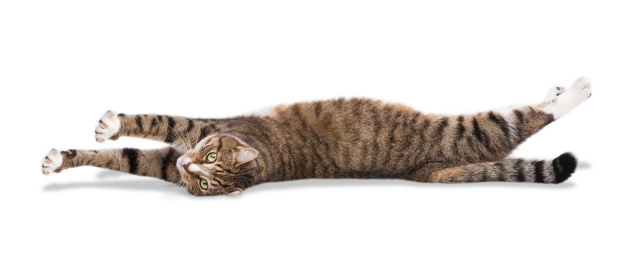 Snow bengal cat lying down looking at the camera on a white background