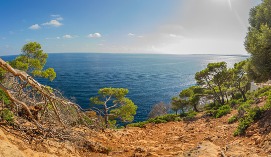 Landscape, seascape with pine trees near Costa de los pinos, -Cala Millor, Mallorca (panoramic view)