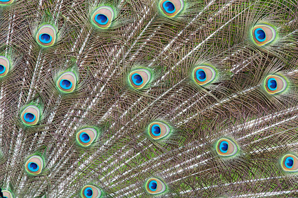 Pena de pavão - fotografia de stock