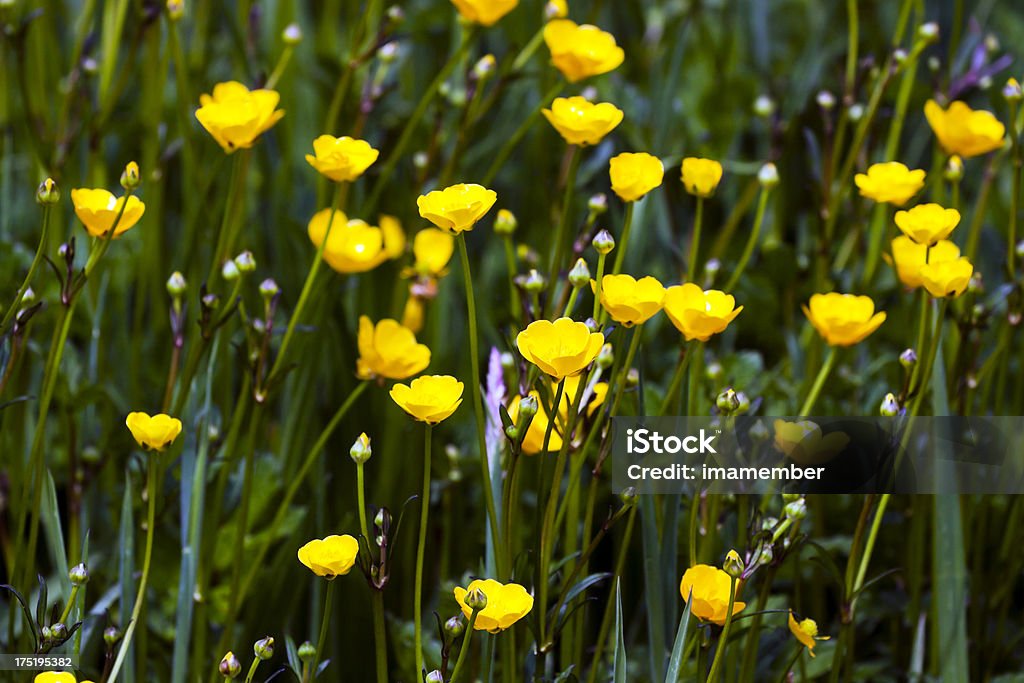 Gelbe Wildblumen im grünen Feld - Lizenzfrei Bildhintergrund Stock-Foto