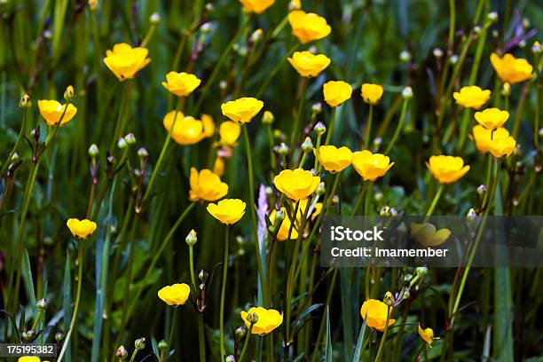 Giallo Fiori Selvatici Nel Campo Verde - Fotografie stock e altre immagini di Allegro - Allegro, Ambientazione esterna, Bellezza