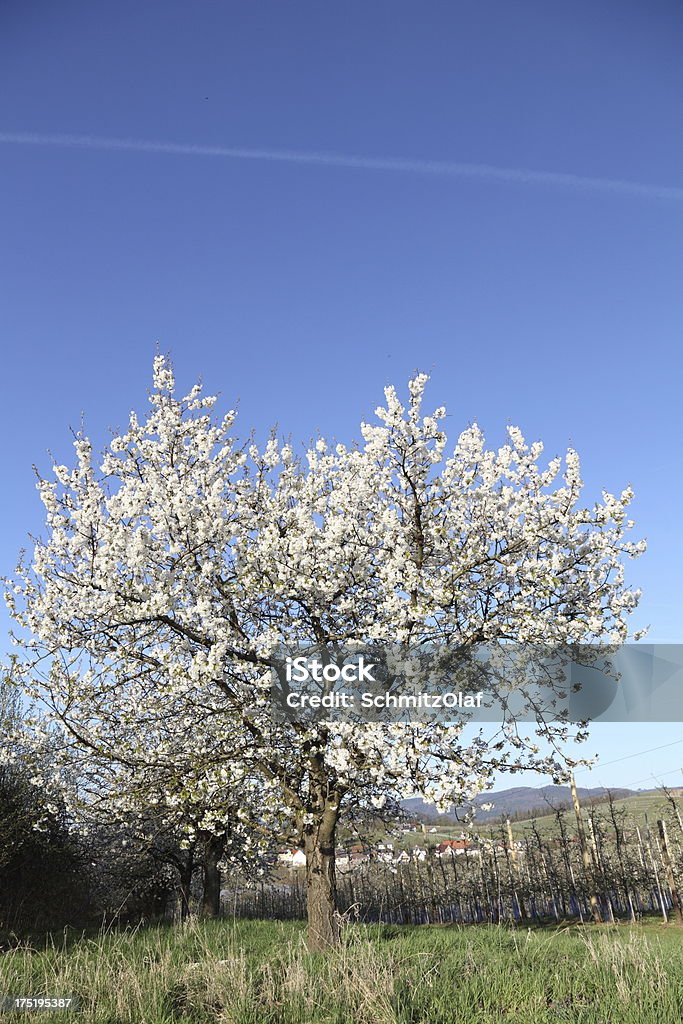 Cerisier en fleur de fleur blanche heads - Photo de Agriculture libre de droits