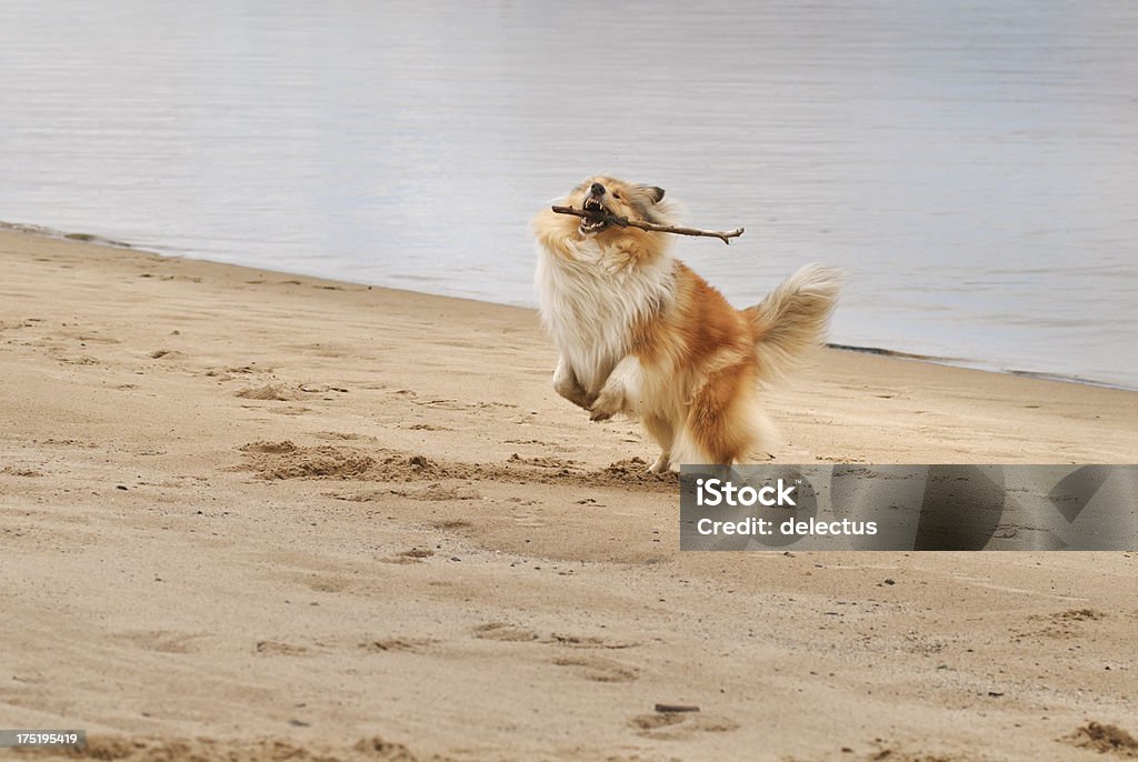 Collie Pies na plaży - Zbiór zdjęć royalty-free (Aportować)