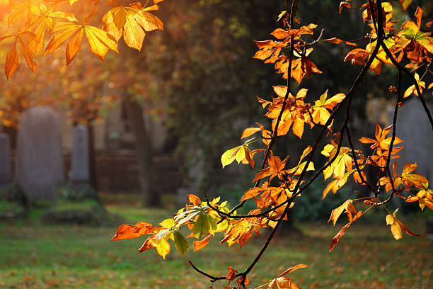 autumn sunlight in the cemetery