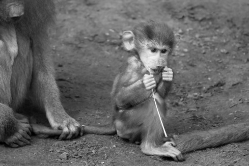 Mother baboon holding baby by its tail