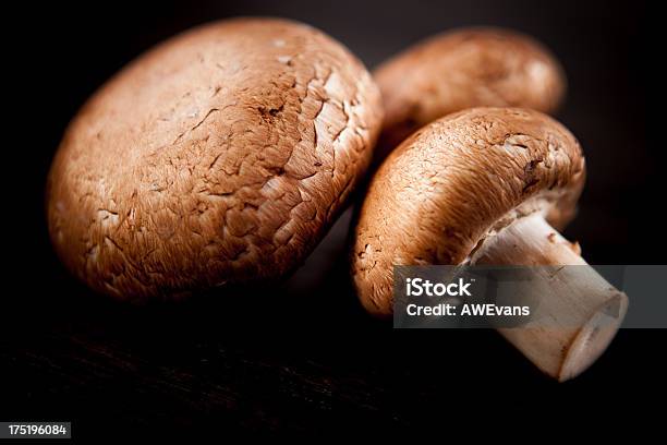 Grzyby - zdjęcia stockowe i więcej obrazów Brązowy - Brązowy, Ciemny, Fotografika