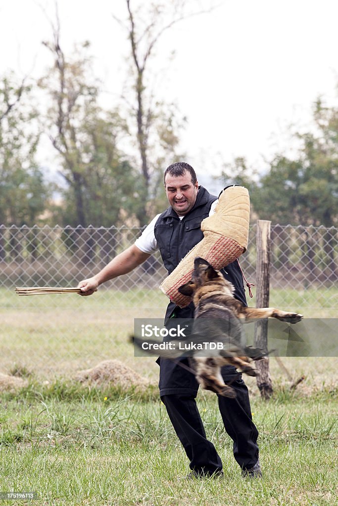 Police Dog Ausbildung - Lizenzfrei Polizeihund Stock-Foto