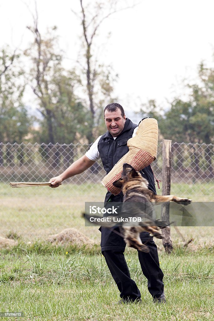 Capacitación de perro policía - Foto de stock de Perro policía libre de derechos