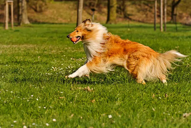Collie dog when playing with the ball.
