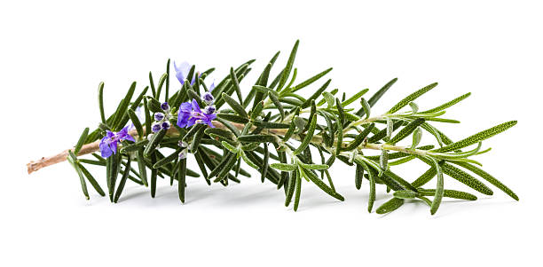 istock Rosemary herb with flower on white 175196371