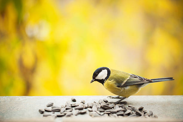 Tomtit eating sunflower seeds with copy space stock photo