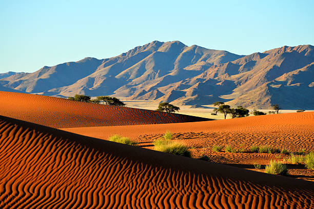 istock Perfect shaped dunes in the desert 175196634