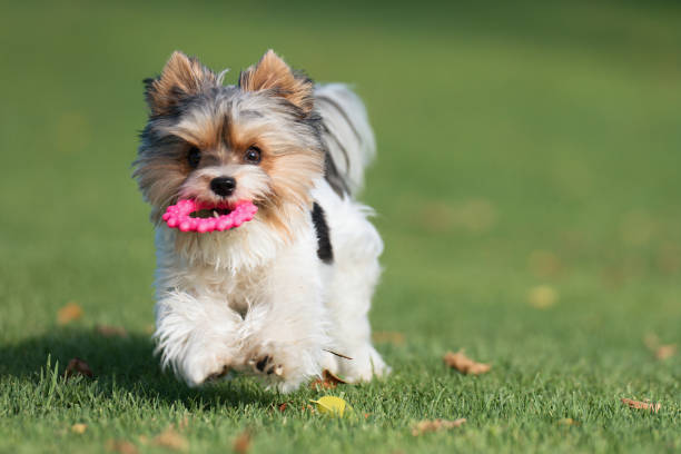 istock Happy Biewer Yorkshire Terrier dog running in the grass 1751968594