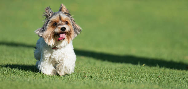 istock Biewer Yorkshire Terrier running in grass 1751968758
