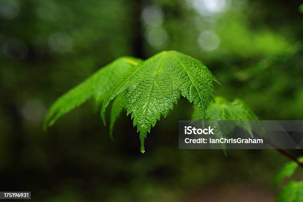 Hoja Foto de stock y más banco de imágenes de Arbusto - Arbusto, Boscaje, Bosque