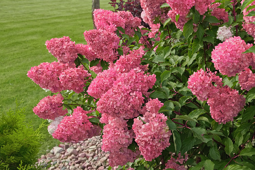 Magenta colored Hydrangea paniculata and conifer. Beautiful Garden path made of natural stones, gravel. Huge landscaping trend. Lawn, shrubbery in the backyard. Scenic of nice landscaped. Walkway. Green home design