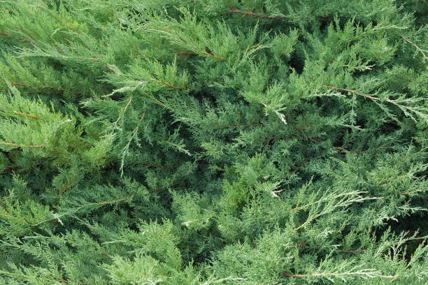 istock Cypress genus Juniper medium Gold Kissen in the yard pathway. Landscaping, path design. Decorative conifer Evergreen Juniperus squamata Green Carpet. Ornamental dwarf blue silver plant. Stone garden 1751970857