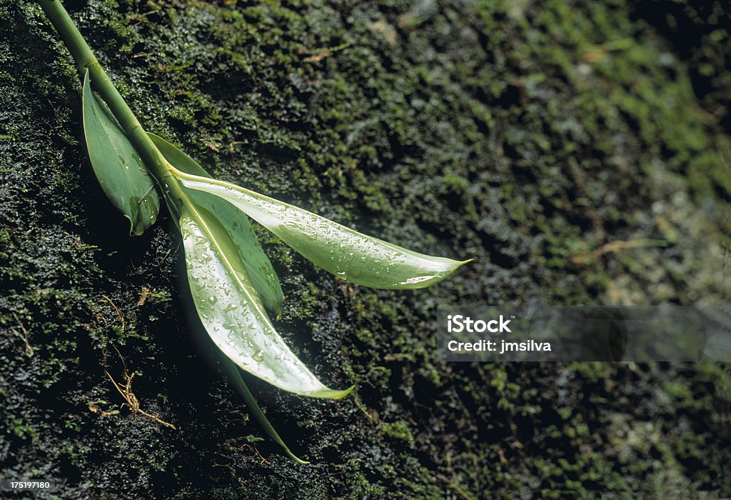 Rain Forest "Green leaves on musky rock in rain forest, Venezuela" Backgrounds Stock Photo