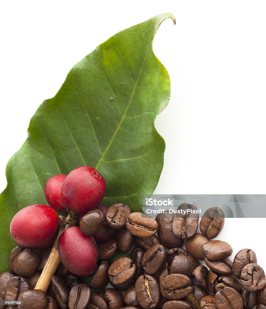 Coffee Cherries and Beans Coffee cherries (beans inside) on a tree branch and roasted beans Tree Stock Photo